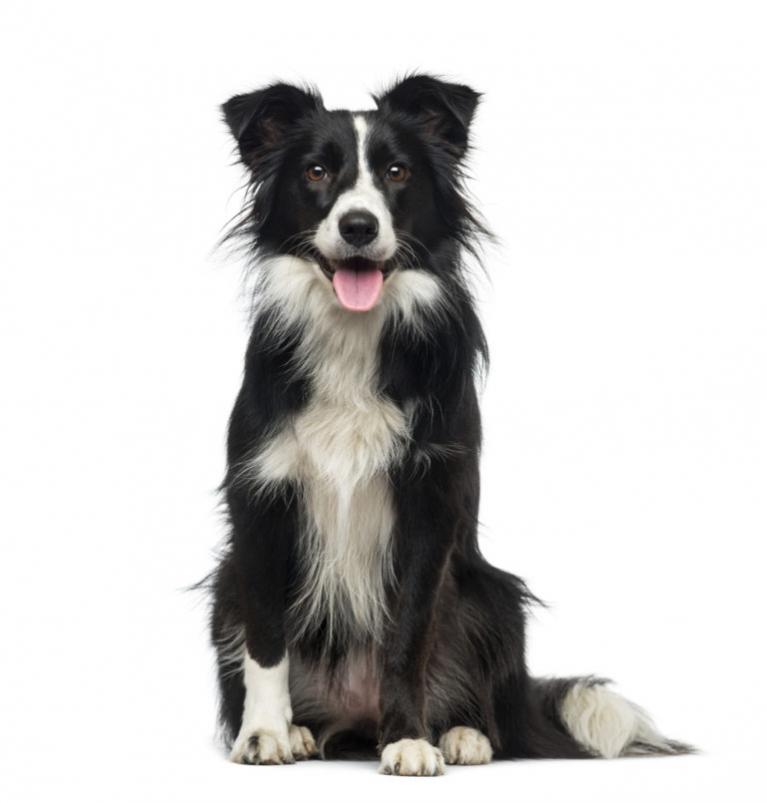 Border Collie ül